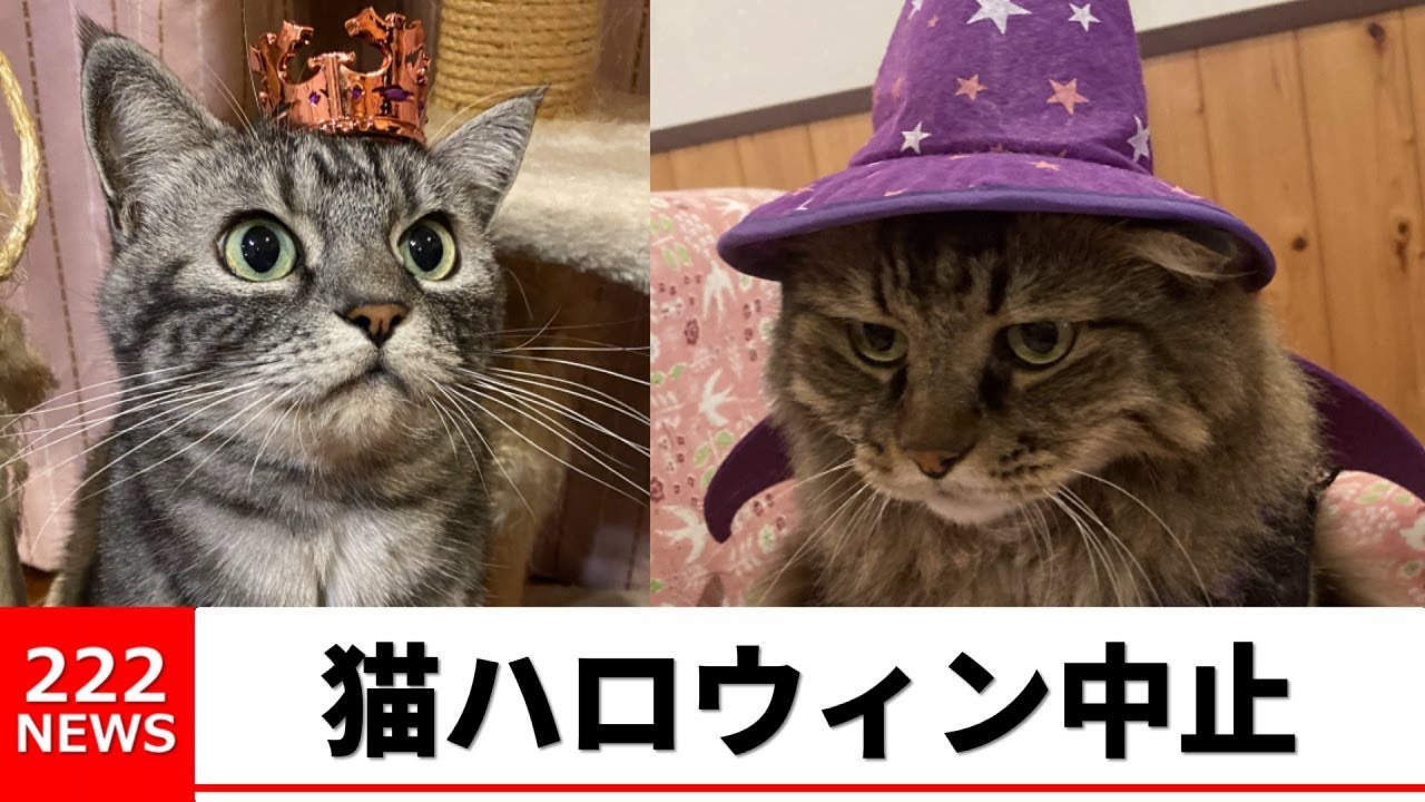 猫ハロウィンが中止になりました Youtube