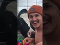 Do Cows Like McDonald S Cow Brucethecow Animals Food Do Cows Like McDonald S Cow Brucethecow Animals Food