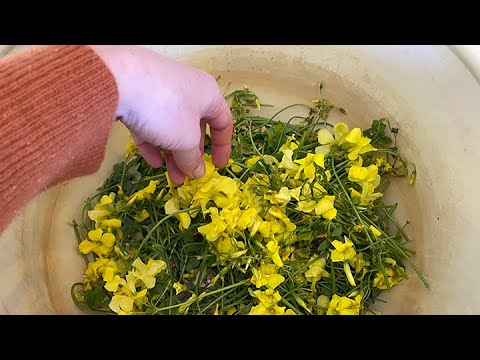 video:Natural Dye Workshop: Sourgrass