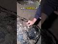 This turtle covered in barnacles got another chance #animalrescue