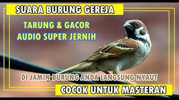 Suara Burung Gereja Tarung Cocok Untuk Masteran Durasi Terpanjang 4 Jam Nonstop