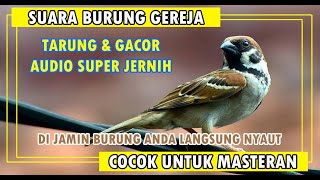 Suara Burung Gereja Tarung Cocok Untuk Masteran Durasi Terpanjang 4 Jam Nonstop