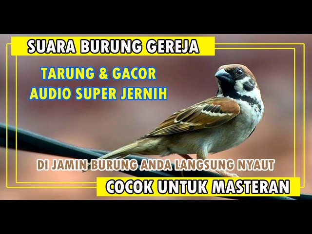 Suara Burung Gereja Tarung Cocok Untuk Masteran Durasi Terpanjang 4 Jam Nonstop class=