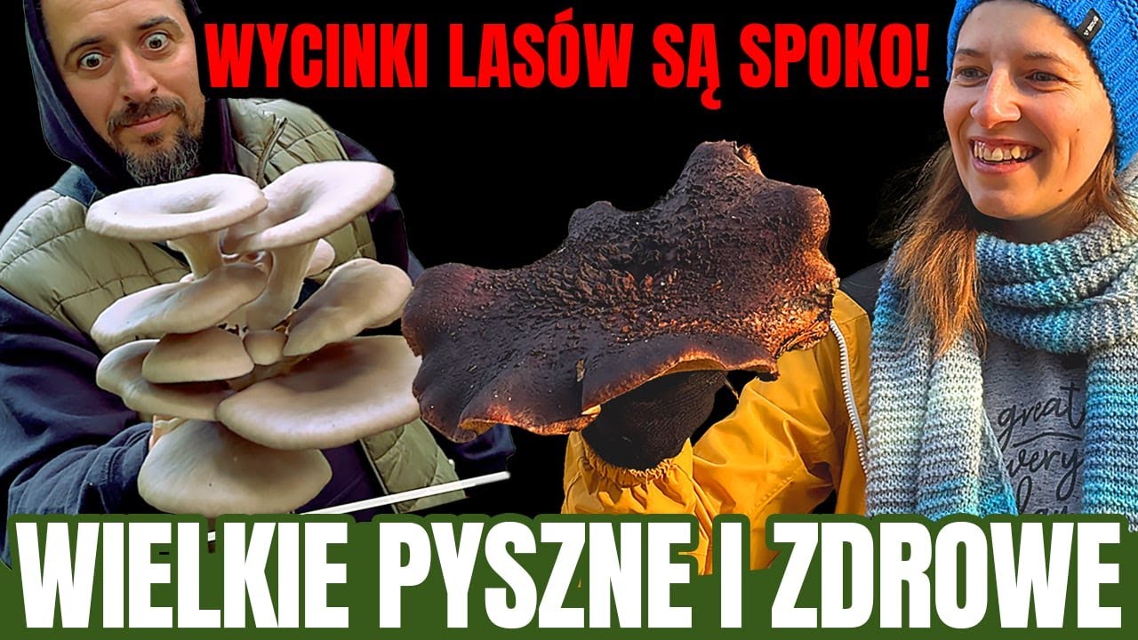 WIELKIE PYSZNE I ZDROWE GRZYBY! Zmiana ŚWIATOPOGLĄDOWA - Polskie LASY są DOBRE! KONKURS komiksowy!