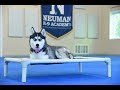 Libby (Siberian Husky) Boot Camp Dog Training Video Demonstration Libby (Siberian Husky) Boot Camp Dog Training Video Demonstration
