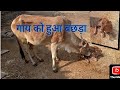 Cow Mother’s Grazing: The Most Beautiful Animal Documentary Ever Madeline and
