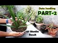 DATE SEED GERMINATION - How to Grow Date Palm Tree from Seed - Date Palm Plant - Sprouting Seeds