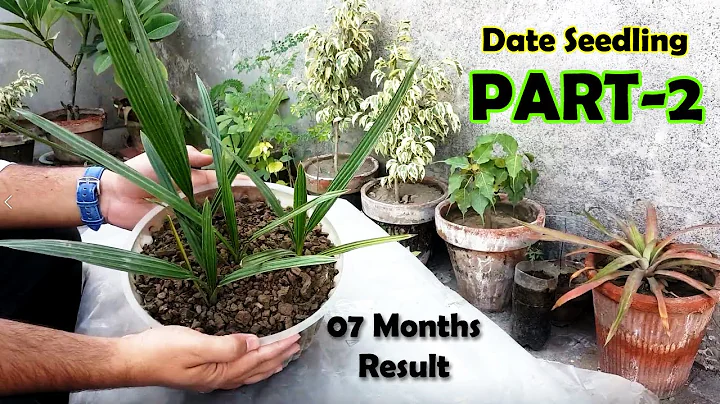 DATE SEED GERMINATION - How to Grow Date Palm Tree from Seed - Date Palm Plant - Sprouting Seeds