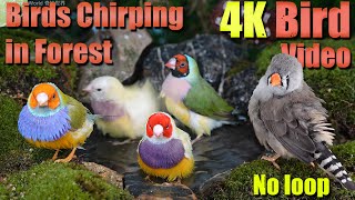 Watch with your pet! 4HRS of Soothing Birdbath with Birds Chirping for Separation Anxiety, No Loop!