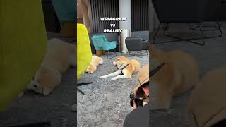 Instagram vs Reality 🐶 | #akitainu #dogs