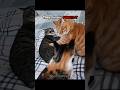 They Finally FOUGHT 🥊 #FunnyCats #Phonk #Shorts