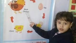 Life cycle of the chicken  ( discover  kg1)