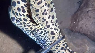 Diving under the sea to catch eels, crabs and sea cucumbers | Part 110-3