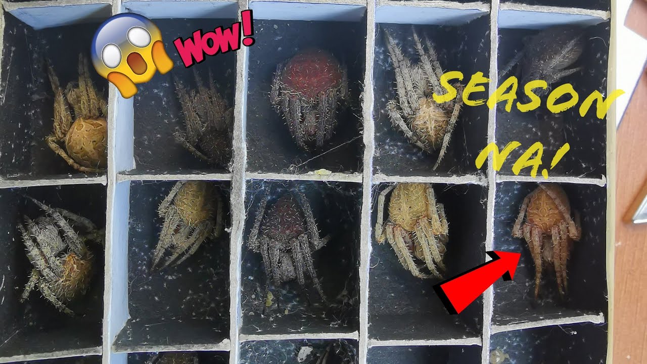 UNBOXING NG MASBATE LINES(GAGANDA NG KULAY😍😍🕷️)