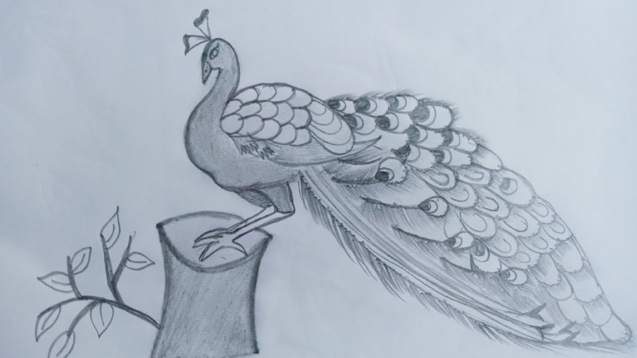 मोर का चित्र बनाना सीखे/how to draw a peacoc/peacock drawing very easy step by step banana sikhe art