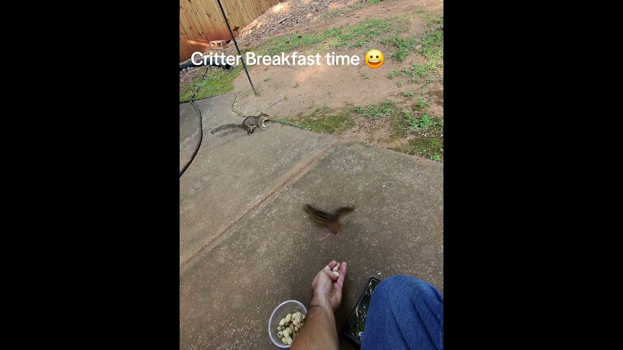 feeding my chipmunk friends breakfast 