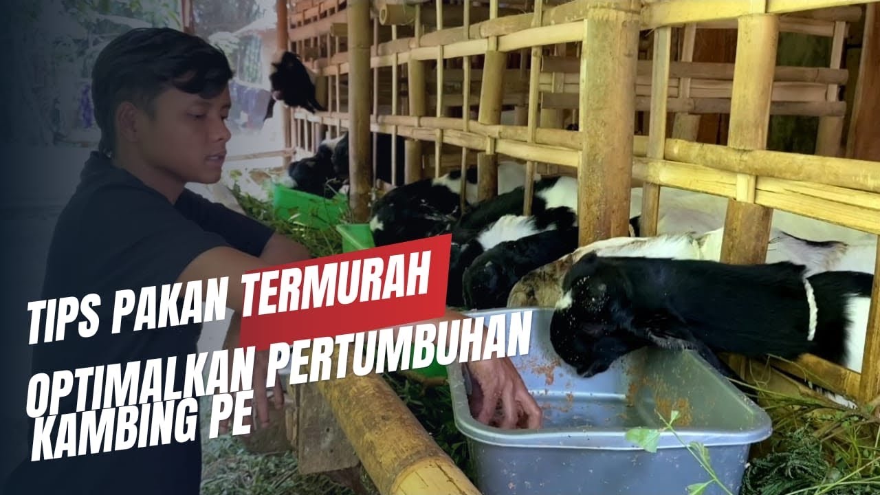 Mastering Formula Pakan Ekonomis: dengan Cepat dan Mudah Mastering Formula Pakan Ekonomis: dengan Cepat dan Mudah