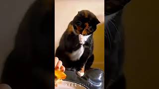 funny Cats dogs videos #cat #funny #viral #dogs #memes #shorts #funnymoment #funnycomment #trending