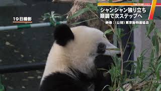 「独り立ち」順調　パンダのシャンシャン、母との別居拡大