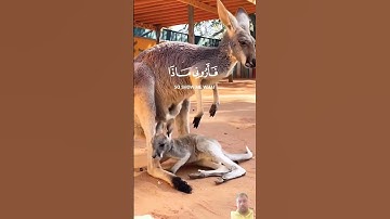 #تلاوة_خاشعة  للشيخ إسلام صبحي هذا خلق الله #ايات #راحة_نفسية #قرآن #اكسبلور #المصحف