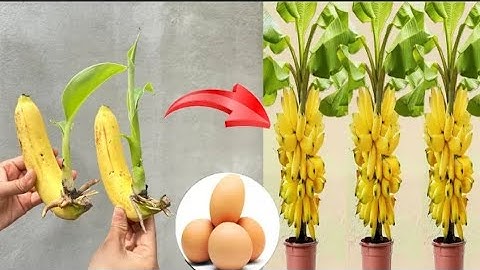 UNIQUE with super fast and simple banana tree propagation method, only need 1 chicken egg