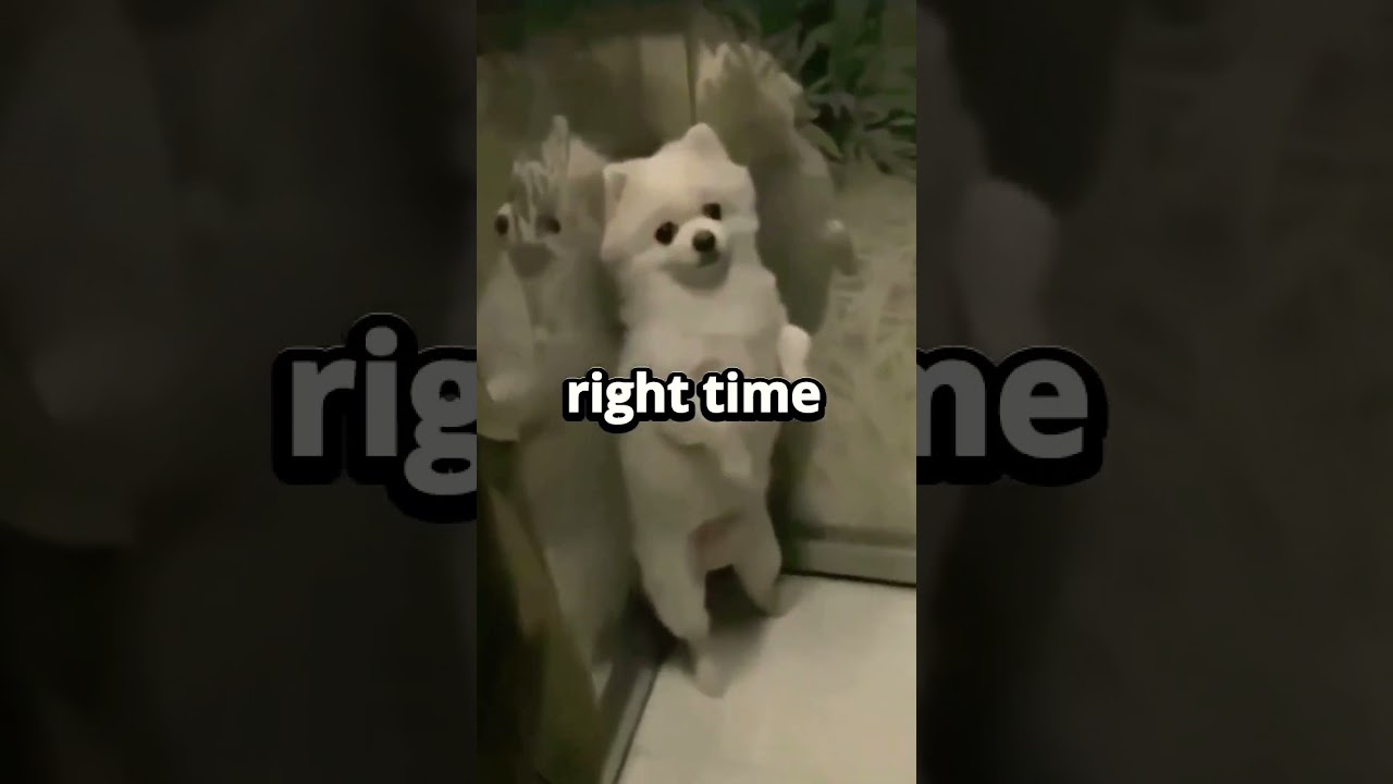 You must know when and where to bark 