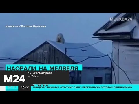 Жители северного острова накричали на медведя - Москва 24