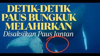 Derik-Detik Paus Bungkuk Melahirkan - Disaksikan Paus Jantan | Momen Langka!