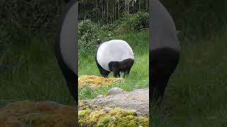 Malayan tapir walking