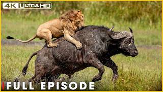KALAHARI FRONTIER - Predators Endure the Burning Sands (Full Episode) | Nature Animal Documentary