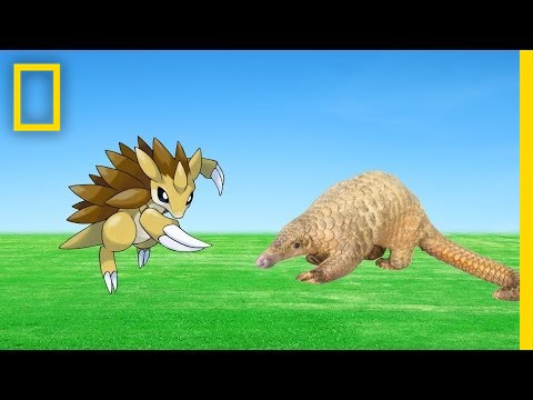 Save ‘Em All: Which Pokémon Are Based on Endangered Animals? | National Geographic