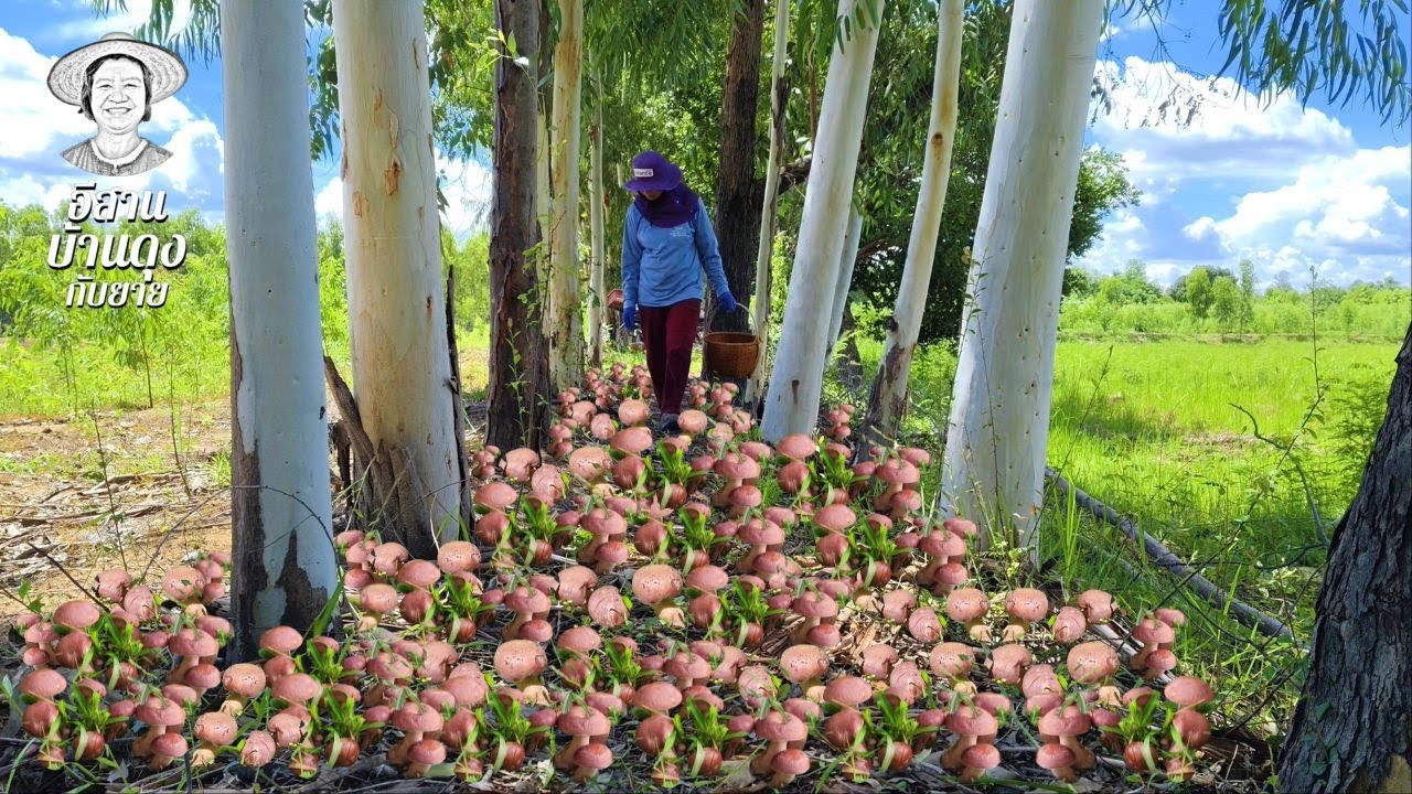 ไม่เชื่อต้องดู! เห็ดขึ้นเองเป็นหมู่ ดอกใหญ่สุดๆ เต็มนา!