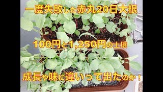 二度目の挑戦！赤丸20日大根を100円と1,250円の土壌で育てた結果どうなった？