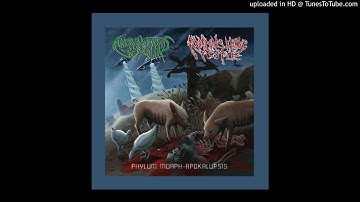 Andromorphus Rexalia - Cosmic Collision into the Fifth Dimension