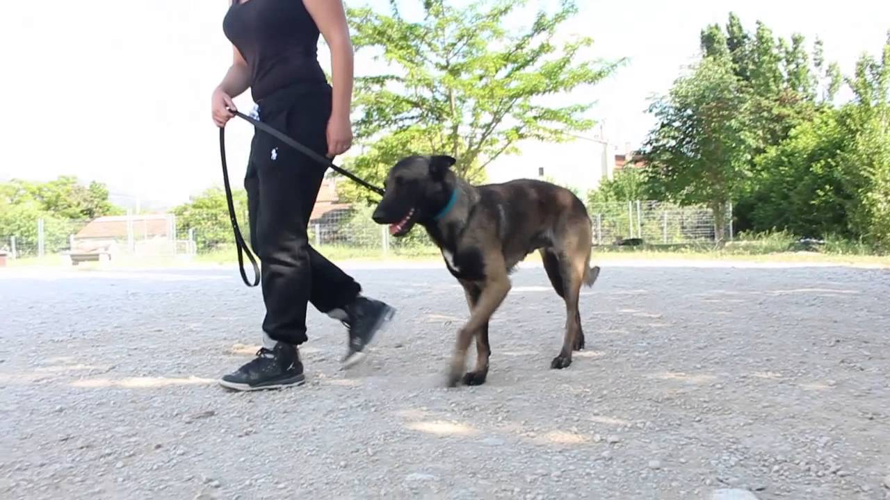 FORMATION EDUCATEUR CANIN YouTube FORMATION EDUCATEUR CANIN YouTube