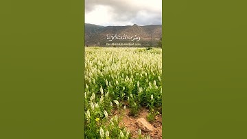 تلاوة خاشعة تريح القلب ❤️ #quran #اكسبلور #تلاوة #قرآن  #تلاوة_خاشعة #قران_كريم  #shortvideo #fypage