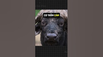 Lợi Ích Của Việc Cười Đối Với Sức Khỏe Tinh Thần 🤩