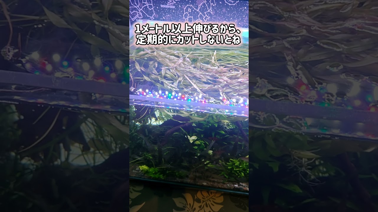 The overgrown aquatic plants in my 90cm tank: some pros, but also