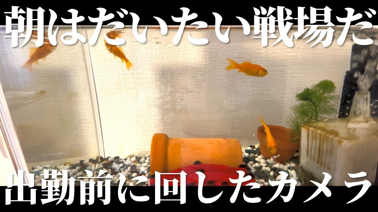 【朝金魚】出勤前にカメラを回した【金魚飼育】