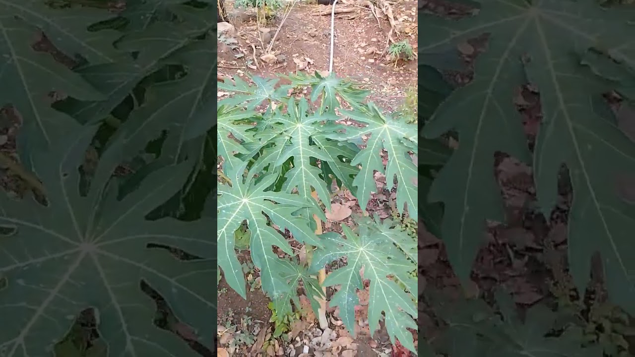 #ต้นไม้ ผักบนพืนที่เล็กๆพอได้ชม