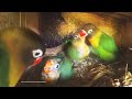Lovebird Chicks (July 16th, 2020) - From Green Black Masked Pair