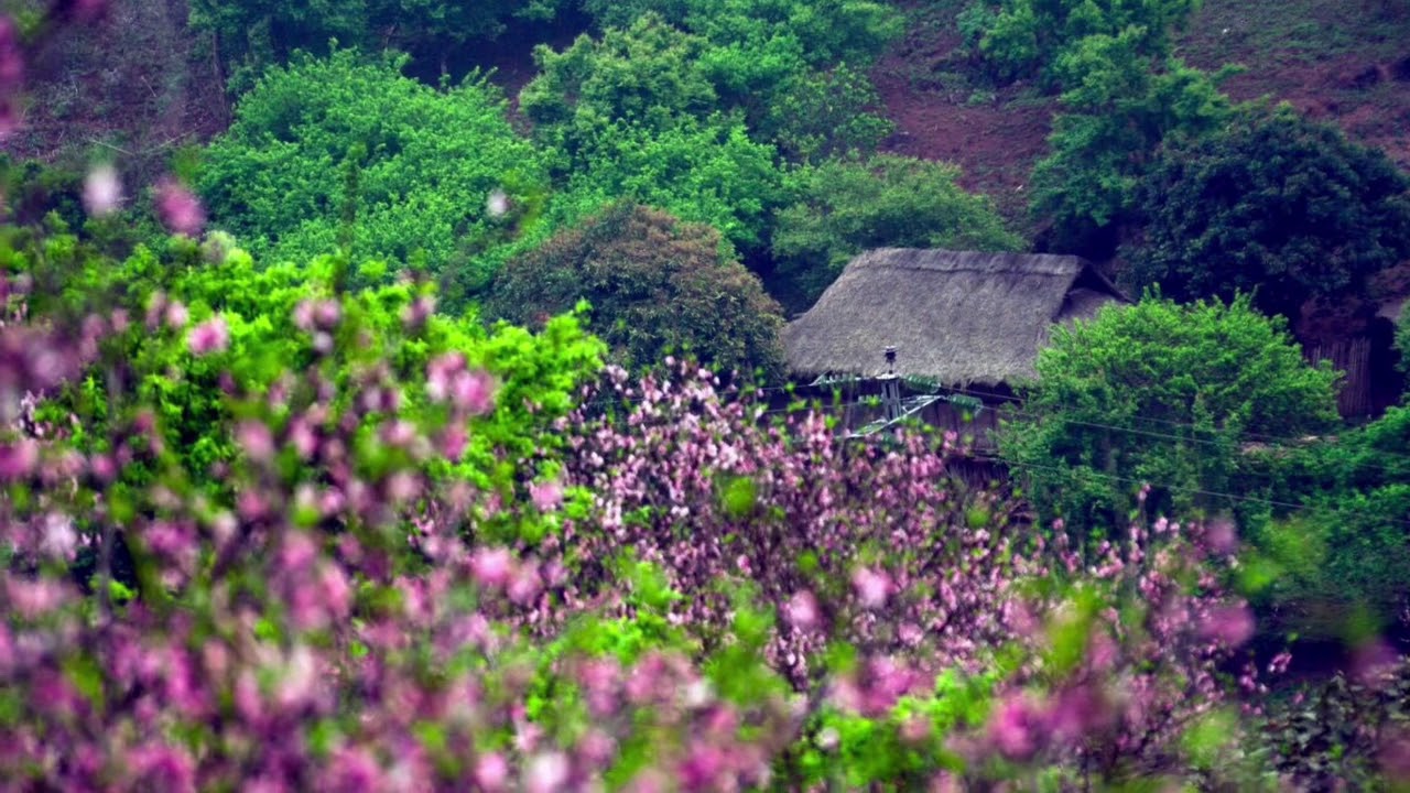 Hoa đào rừng trên Mù Cang Chải Yên Bái Việt Nam - Peach ...