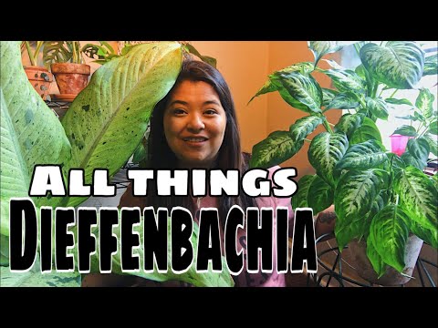 Video: Dieffenbachia (Dieffenbachia) - Sordid, Paljunemine, Põllumajandustehnika