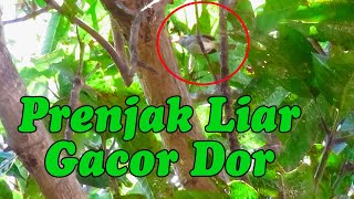 Sepasang Prenjak Liar Gacor - Suara Burung Di Alam Liar