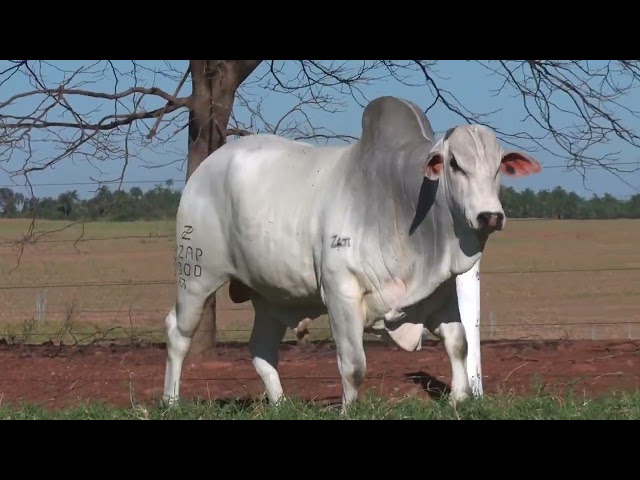 LOTE 06