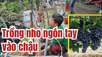 Hướng dẫn trồng nho ngón tay vào chậu _ Cây Giống nho ngón tay và nho kẹo