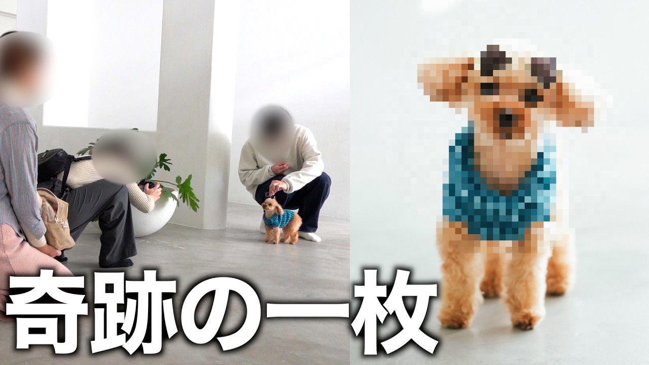 うちの犬が本気を出すとこうなります。 - YouTube