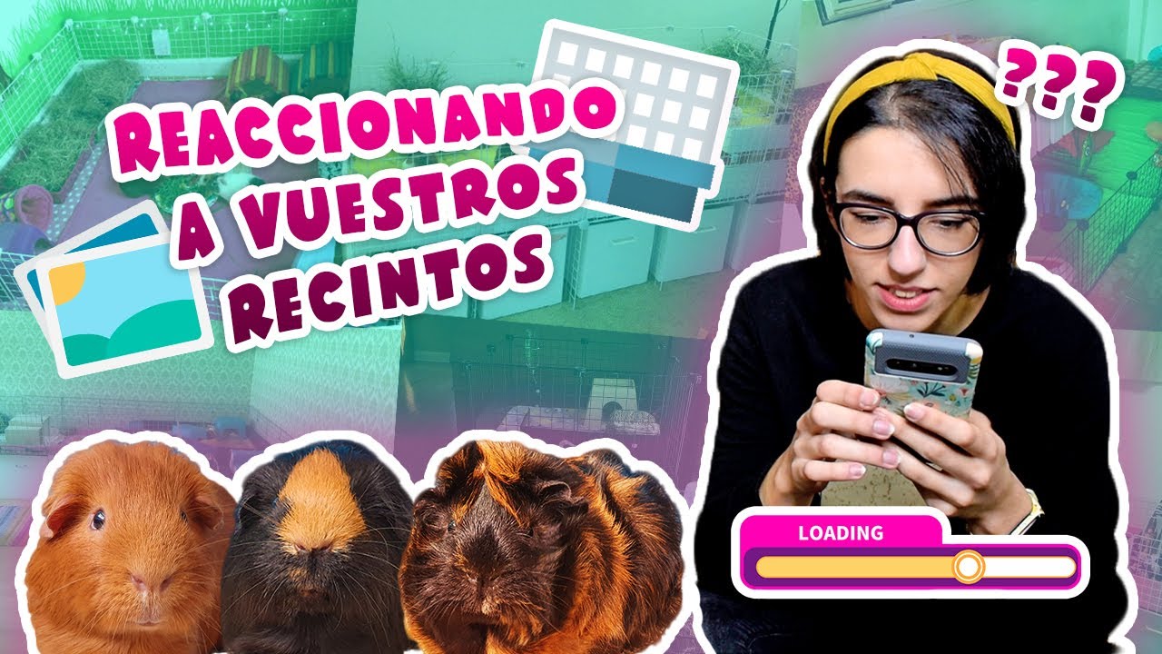 👀 REACCIONANDO A LOS RECINTOS DE VUESTROS COBAYAS / CUYOS / CUYES 🐹🏠❗