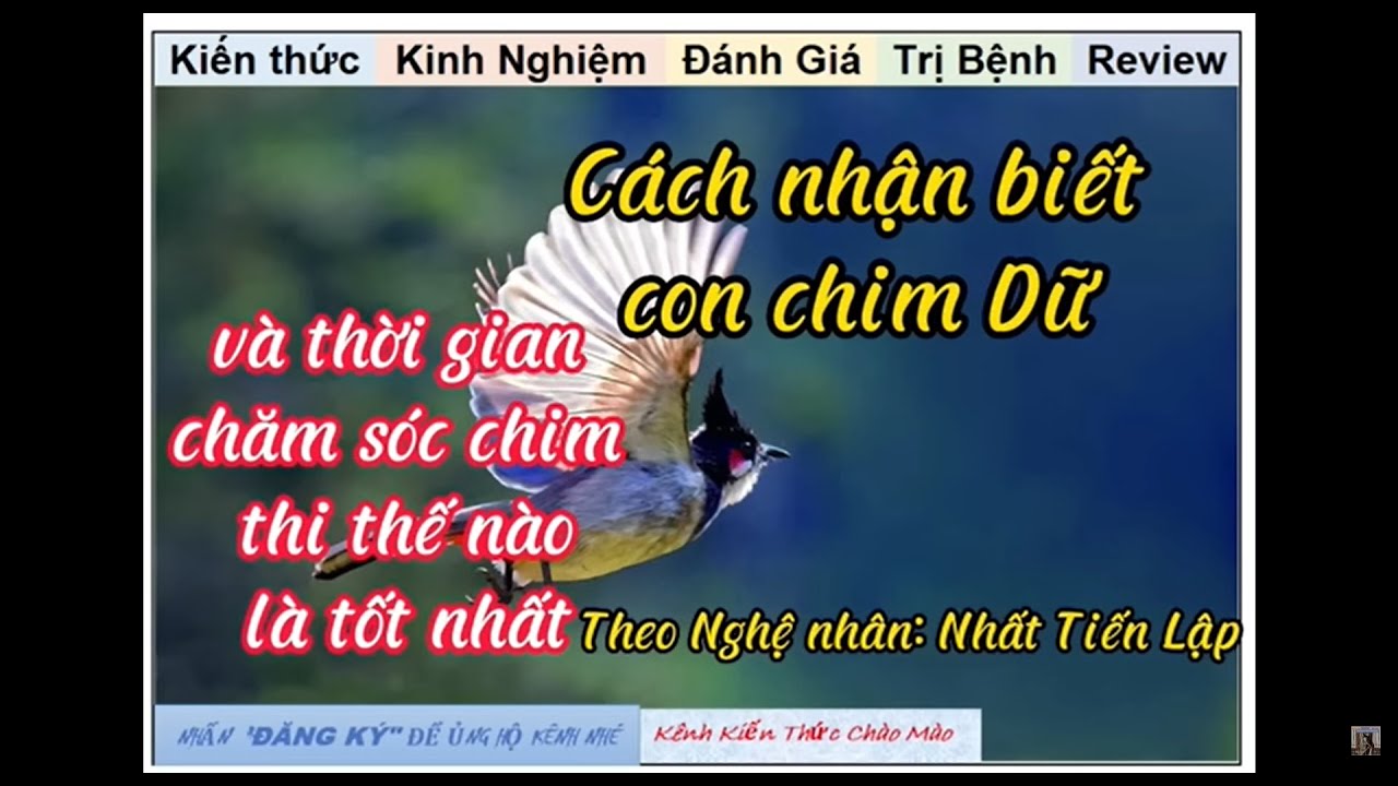 Cách nhận biết Chào mào Bổi Dữ, Phương pháp chăm sóc 1CB Thi đấu