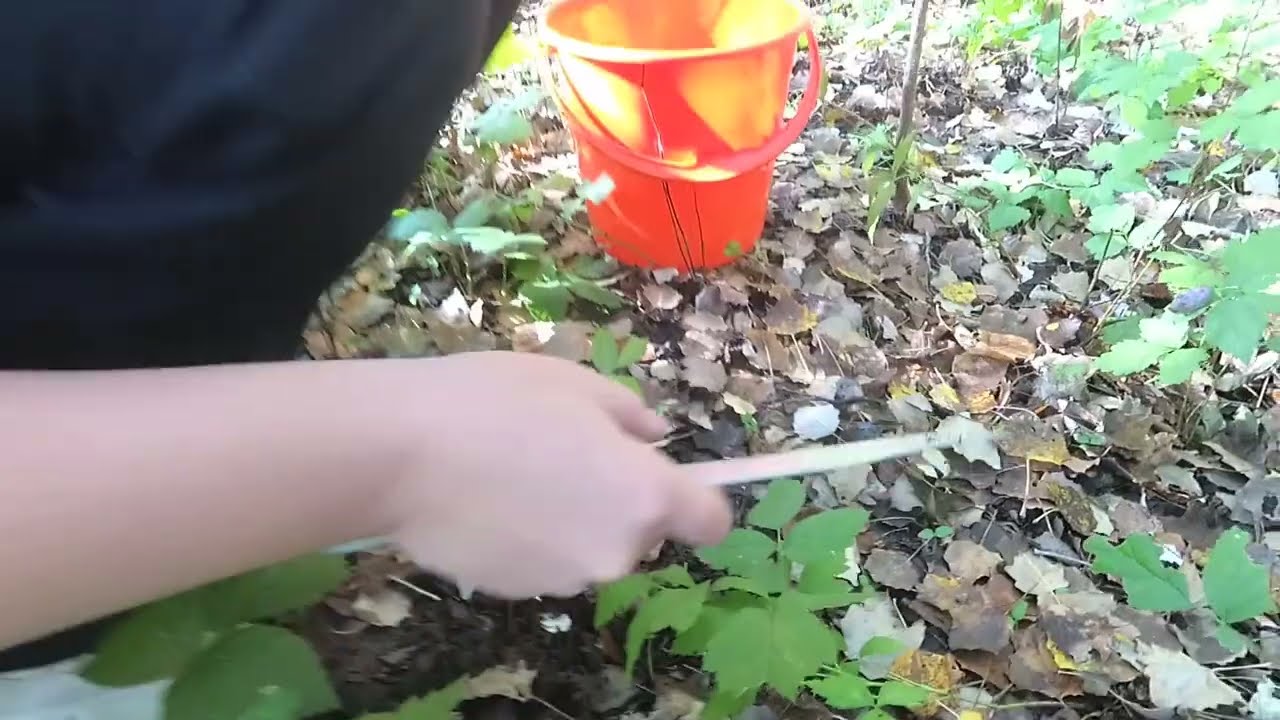 Кицканский лес подосиновики